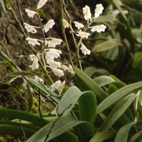Aerides ringens (Lindl.) C.E.C.Fisch.